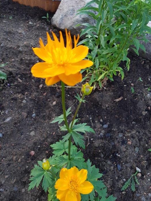 Gul blomma i jord med knoppar och gröna blad.