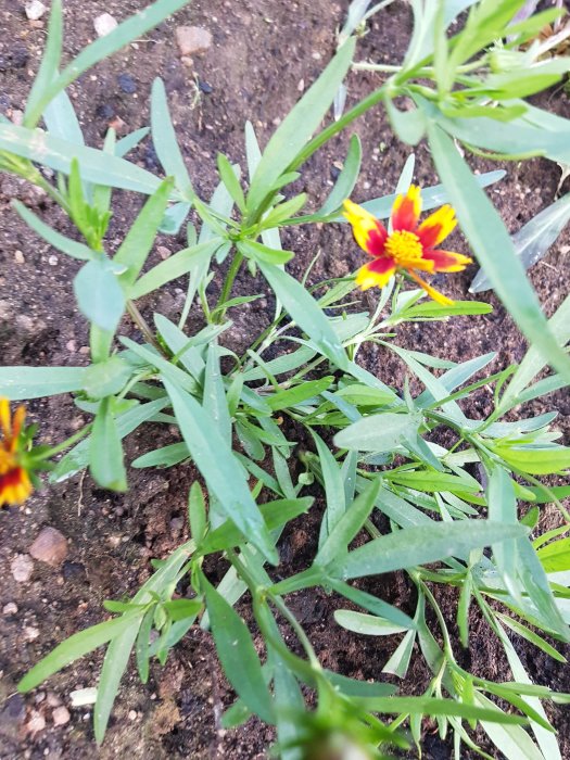 Nyutslagen orange och gul blomma med gröna blad i jord.