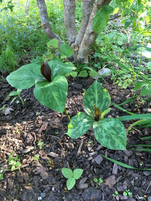 Trillium kurabayashii med spräckliga blad och mörkt centrum nära blomning under träd.