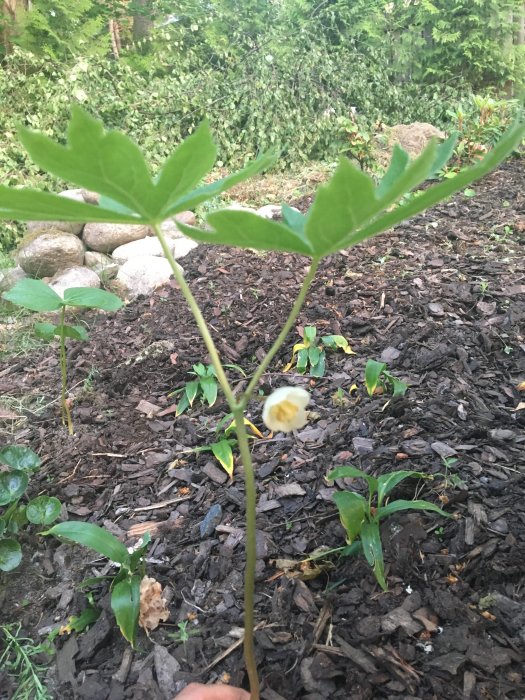 Podophyllum peltatum, en växt med stora gröna blad och en hängande vit blomma mot mörk jordbakgrund.