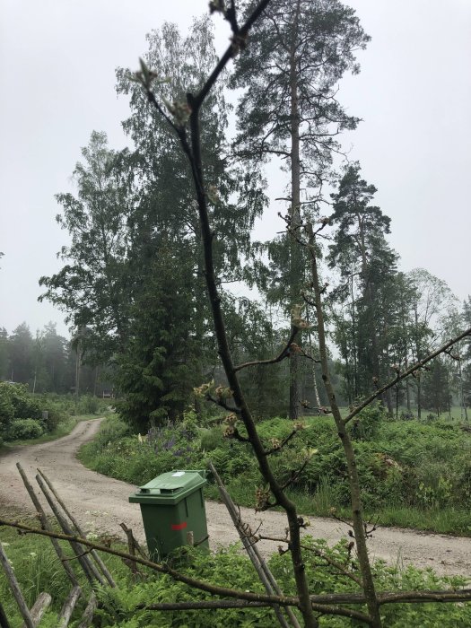 Äppelträd utan löv eller knoppar framför en grusväg och gröna träd i disigt landskap.