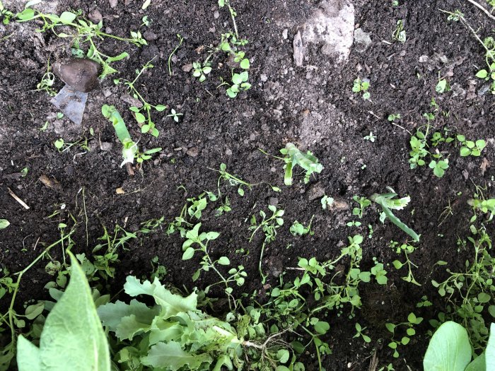 Jord i trädgård med avbiten lökblast och små växter, tecken på skadegörelse på grönsakerna.