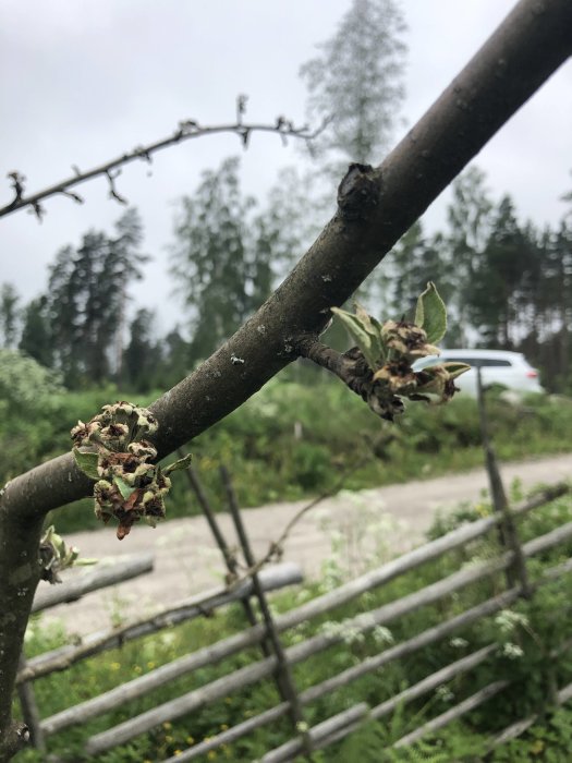 Trädgren med några små gröna blad och knoppar mot suddig naturbakgrund.