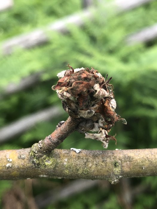 Närbild på misstänkt sjuk grenknopp mot suddig grön bakgrund, inga synliga skadedjur.