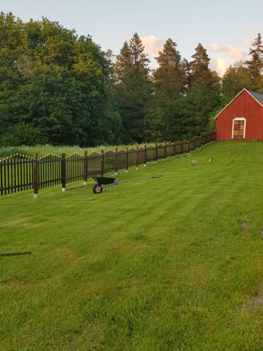 Hästhagsstaket under konstruktion intill en röd lada med skottkärra på gräsmattan.