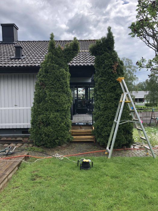 Oklippta Thujor framför husentrén med stege och häcksax redo för beskärning.