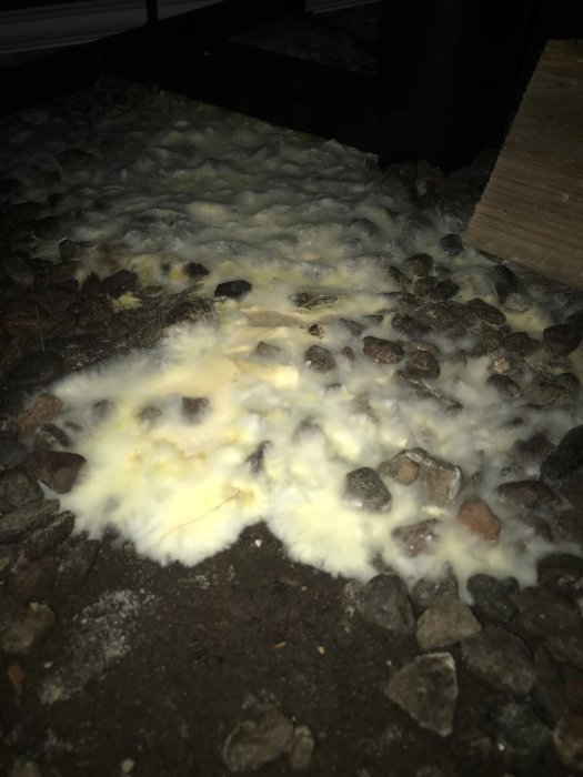 Mögelsvampsbildning på grusgrund under fritidshus, vit och gulaktig i färgen som kan vara hussvamp.