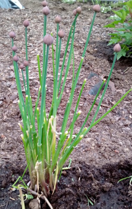 Gräslöksplantor med blomknoppar i en trädgård, nyligen omplanterade med avklippta blommor.