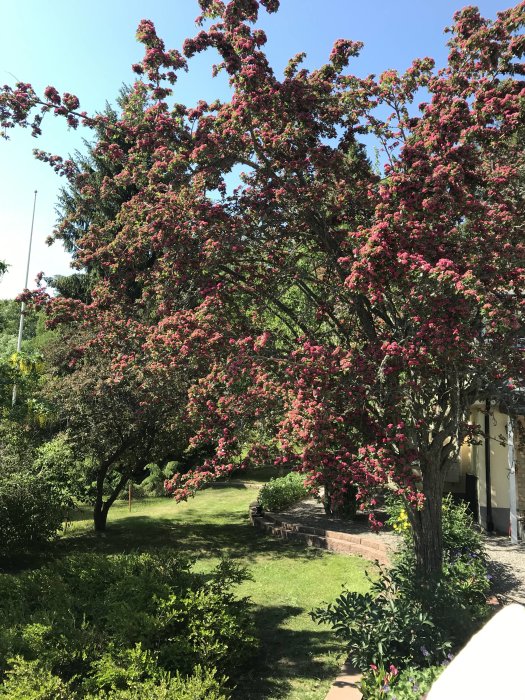 Stor buske eller litet träd med kluster av röda blommor mot en klar himmel, omgiven av grönska.