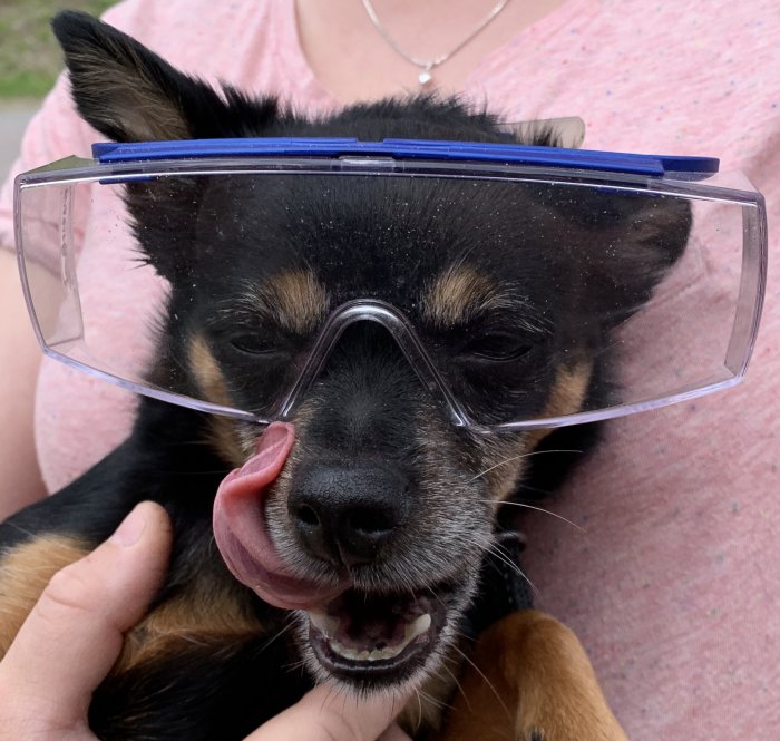 Hund med skyddsglasögon slickar sig om munnen.