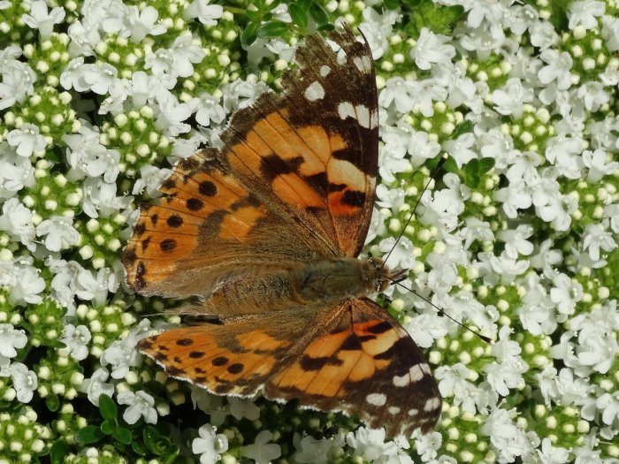 Tistelfjäril på blommande vit timjan.