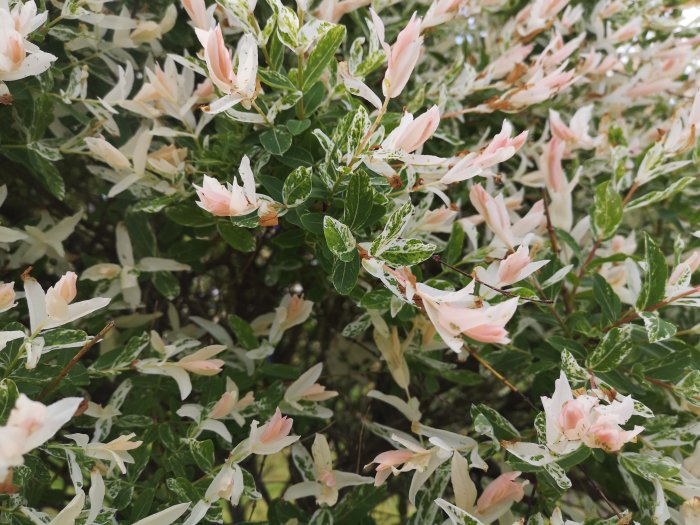 Träd med vita bladliknande blommor och rosa inslag bland gröna löv.