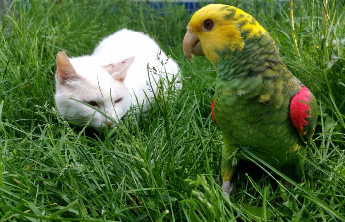 Vit katt och gulgrön papegoja på gräsmatta.