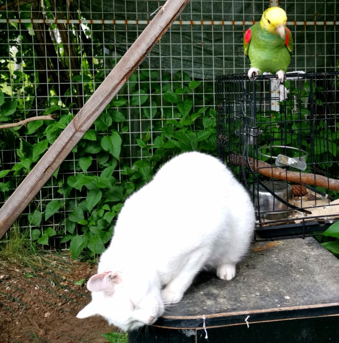 En vit katt vid namn Smulan sover bredvid en bur där en grön papegoja sitter på toppen.