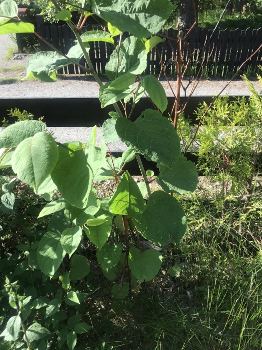 Stort grönt bladverk på möjlig slideväxt i en trädgård, fråga om det är parkslide.