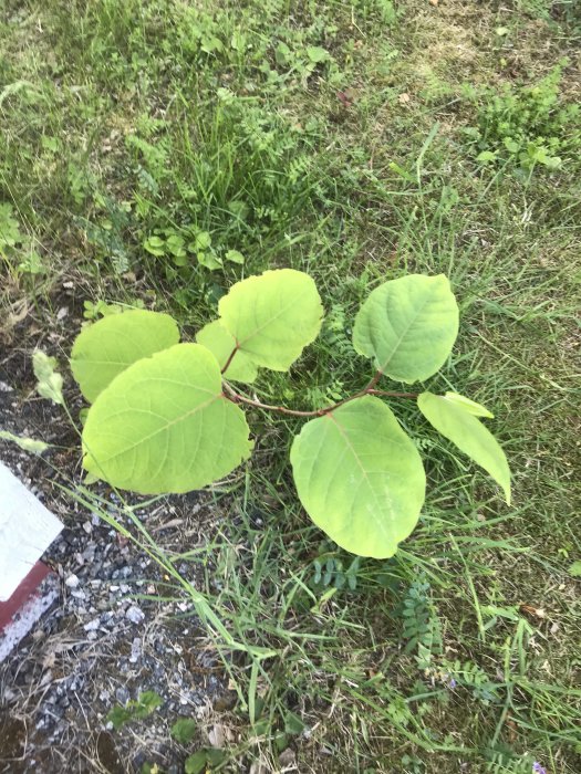 Växt med stora gröna blad som misstänks vara parkslide på en gräsmark.