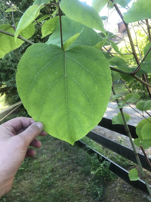 Hand håller ett stort grönt blad från en möjlig parkslideväxt för identifiering.