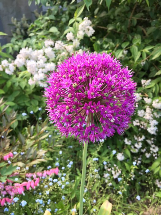 Allium x hollandicum 'Purple Sensation' med lila blommor i trädgård, omgiven av andra blommor.