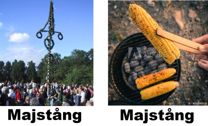 Svensk midsommarstång reses av publik; grillad majskolv hålls över kolgrill.