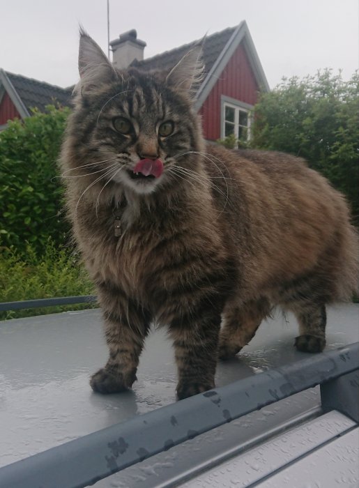 Långhårig katt slickar sig om munnen på ett blött trädäck med röd stuga i bakgrunden.