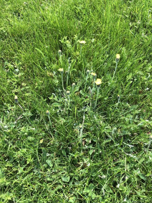 Ogräs med revor och gula blommor i en gräsmatta som behandlats med dicotex.