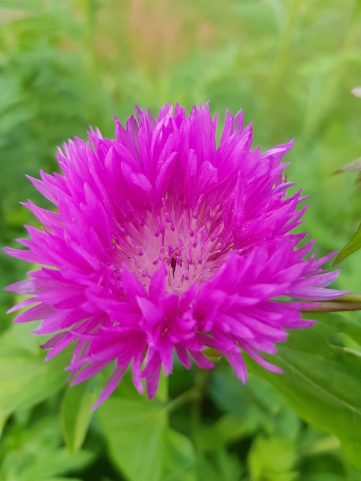 Närbild på en lysande rosa blomma med fluffiga kronblad och synliga ståndare mot en oskarp grön bakgrund.
