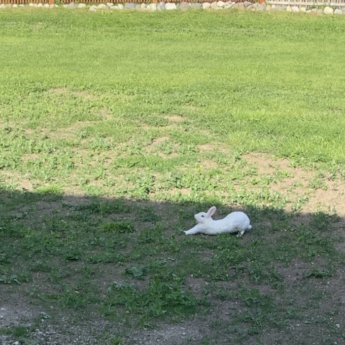 En albino kanin ligger på gräs nära en stenmur i ett bostadsområde.