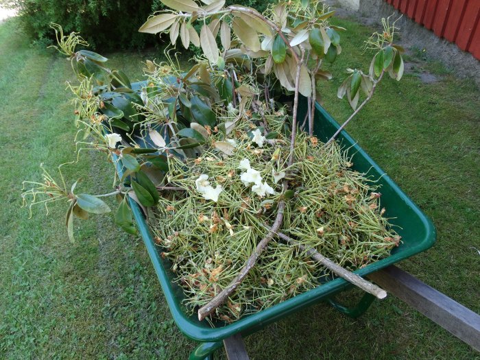 Grön trädgårdskärra fylld med borttagna fröställningar och blad från en Rhododendron under beskärning.