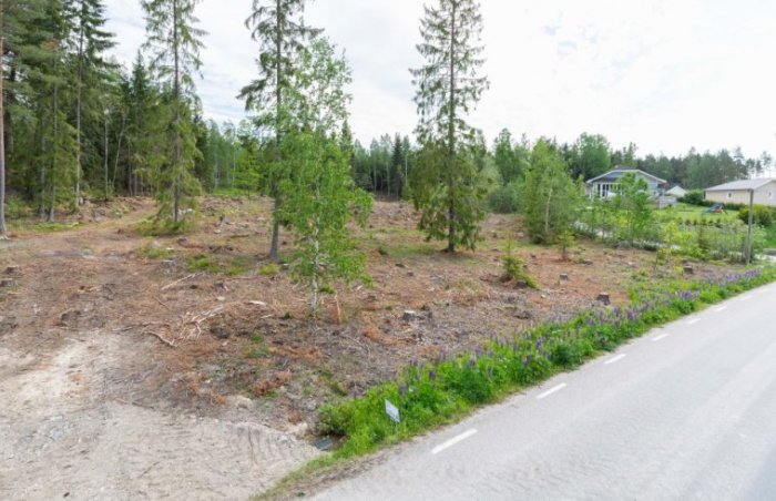 En avverkad skogstomt bredvid en väg med spridda träd kvar och ett hus i bakgrunden.
