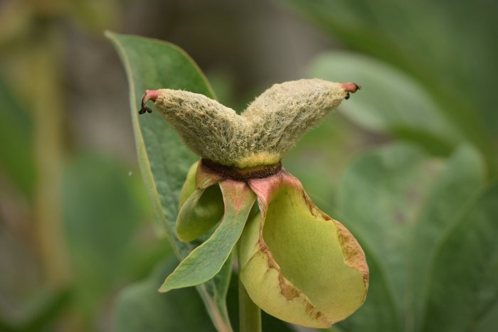 Frökapsel av en svavelpion som har blommat över, omgiven av gröna blad.