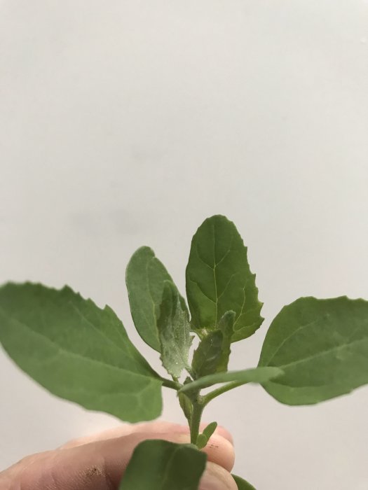 Ungefär 2 veckor gammal planta av ogräs hållen framför en vit bakgrund.