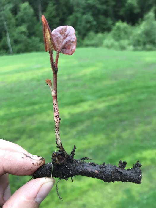 Hand håller en planta med rödaktigt blad och rot, möjlig invasiv parkslide, mot en naturlig bakgrund.