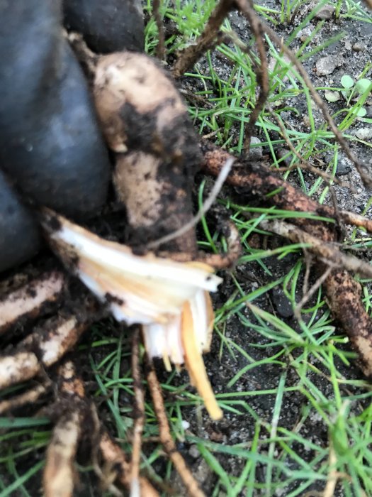 Närbild av en uppgrävd parkslide rot som symboliserar frustration över trädgårdsarbete.