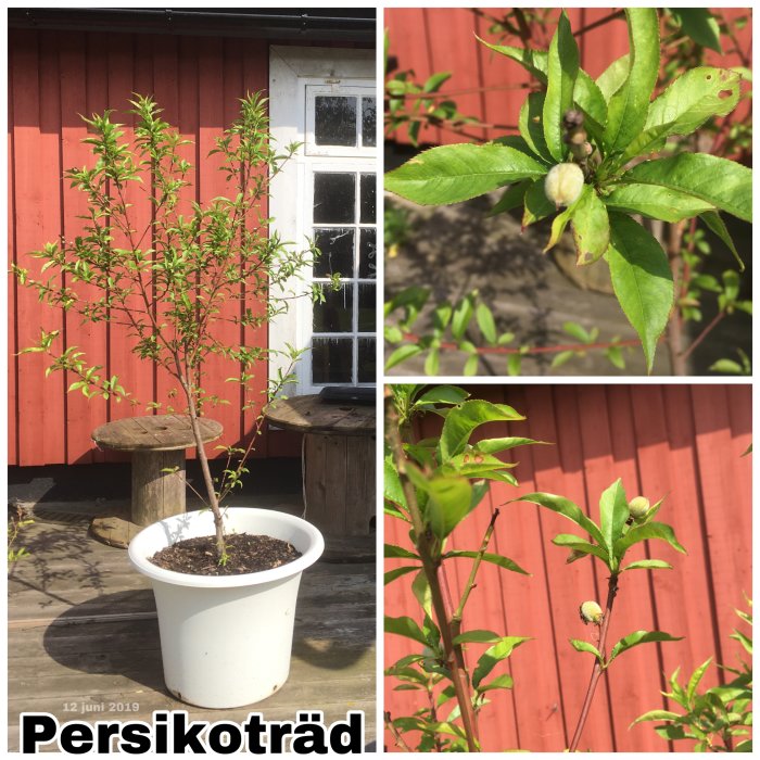 Persikoträd med gröna blad och unga frukter i kruka framför rödmålad stuga.