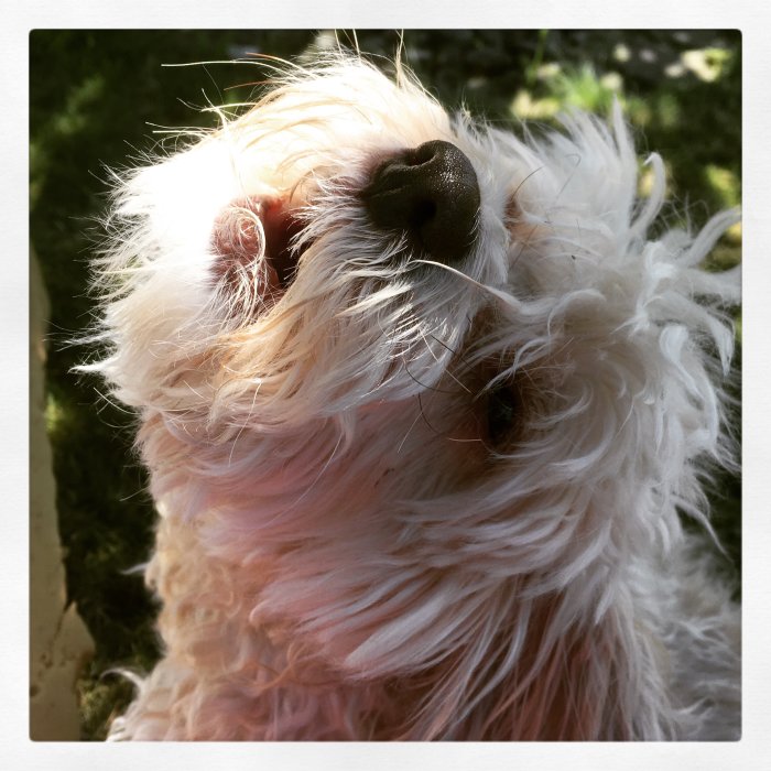 En vit och beige hund som ser upp, med fokus på nosen och ögat, ser ut att vara redo att sjunga.