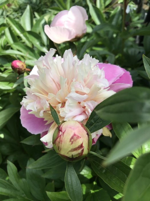 Halvfylld rosa doftpion i blom med gröna blad och en knopp i förgrunden, symboliserar tålamod och naturlig skönhet.