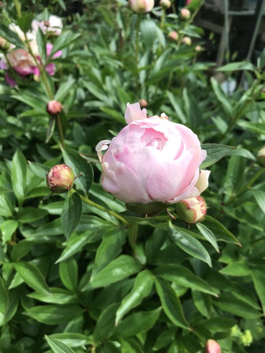 Rosa halvfylld pion i blom omgiven av knoppar och grönt bladverk.