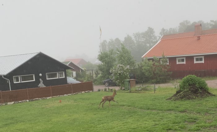 Rådjur på en regnig gräsmatta framför röda och svarta hus i ett bostadsområde.