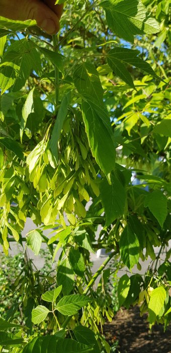 Hand som håller en gren med gröna löv och hängande frökapslar från ett okänt träd under dagsljus.