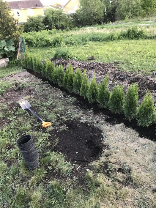 Rad av nyligen planterade Thuja Smaragd i trädgård med droppslang och spade.