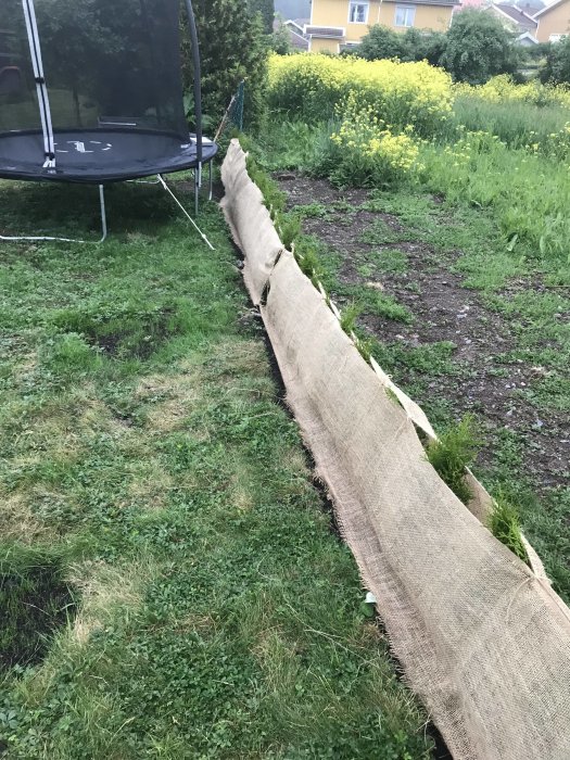 Radbunden Thuja Smaragd-plantering med skuggväv i trädgård.