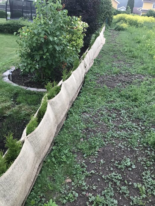 Rad av nyplanterade Thuja Smaragd i kruka med skuggväv längs en trädgårdsgång.