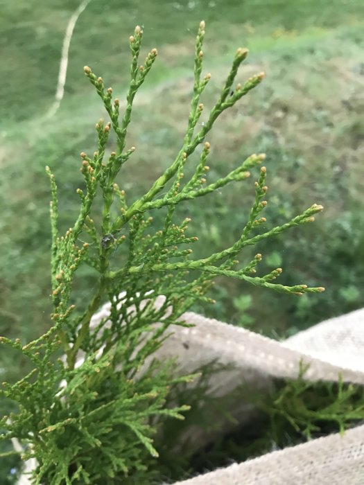 Närbild på Thuja Smaragd-grenar med både gröna och bruna partier mot suddig bakgrund.