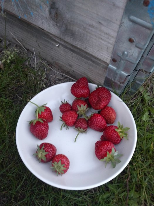 En vit tallrik med färska jordgubbar på gräsmatta vid en trävägg.