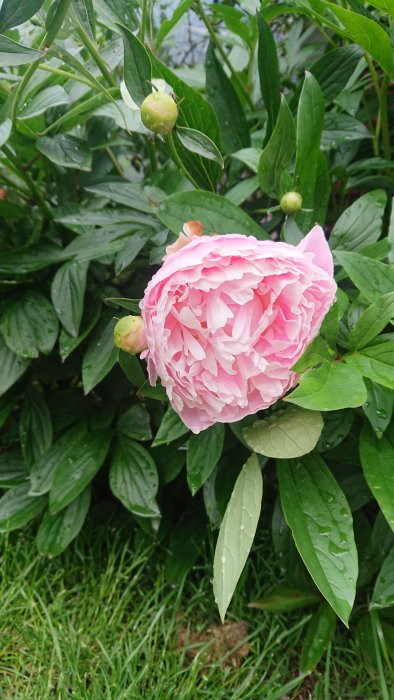 Närbild av en rosa pion i blom omgiven av gröna blad och knoppar med vattendroppar.