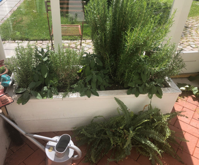 Odlingslåda med salvia och rosmarin i ett växthus, vattenspridare och fönsterglimt på trädgård.