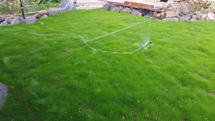 Gräsmatta med ojämn grästillväxt vattens med en sprinkler 25 dagar efter sådd.