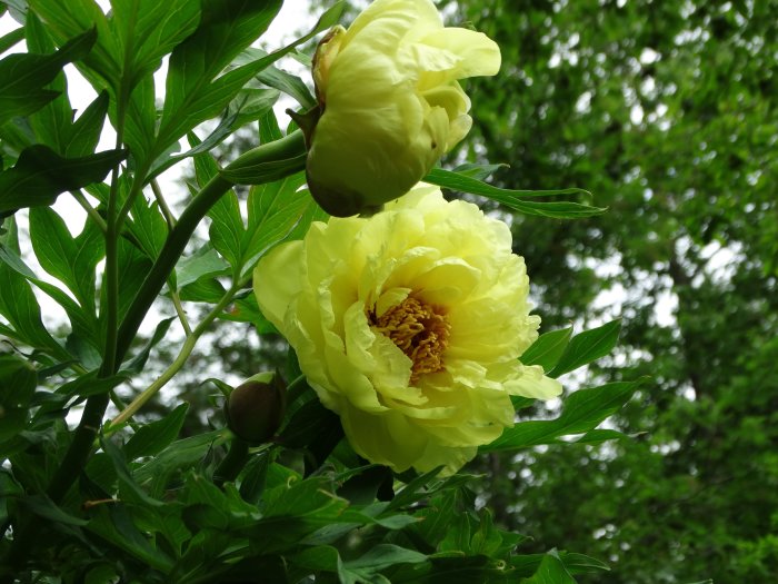 Gul buskpion (Paeonia suffruticosa 'Hinun') med öppen blomma och knoppar omgiven av gröna blad.