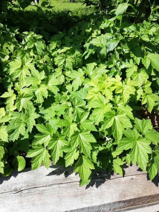 Ett tätt rotsystem av ogräs med stora gröna blad, några decimeter under marken.