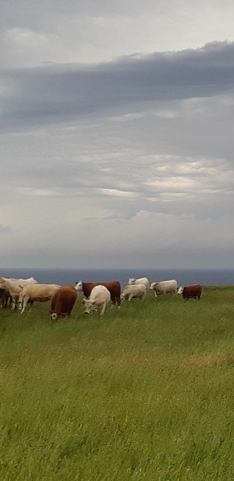 Kor som betar på en äng med havet och molnigt himmel i bakgrunden